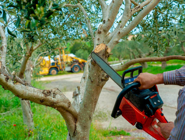 The Steps Involved in Our Tree Care Process in Spry, PA